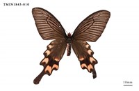 藏品(長尾麝鳳蝶)的圖片